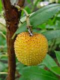 arbustus unedo rubra fruit 2.JPG